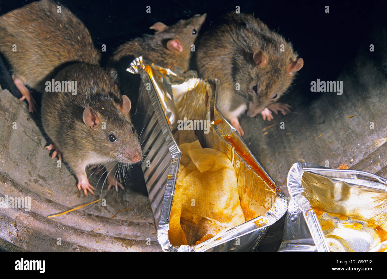 Brown ratti Rattus norvegicus approfittando di scartato cibo nei pressi di cibo take away uscita in ambiente urbano Foto Stock