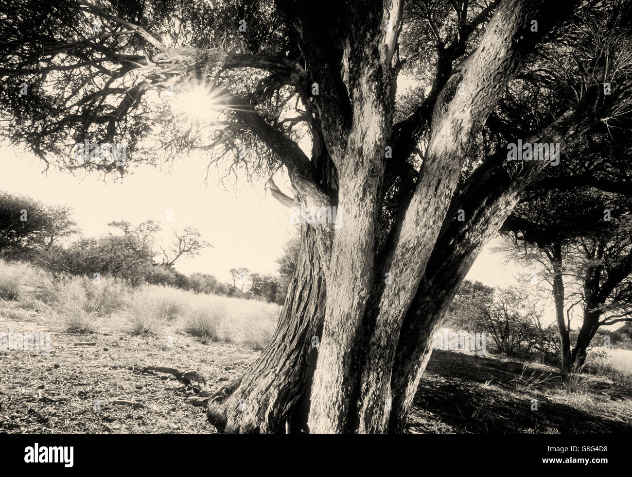 Albero, scena del Kalahari, Sud Africa. In bianco e nero. Art. Foto Stock