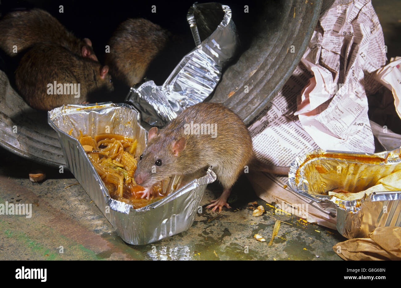 Brown ratti Rattus norvegicus approfittando di scartato cibo nei pressi di cibo take away uscita in ambiente urbano Foto Stock