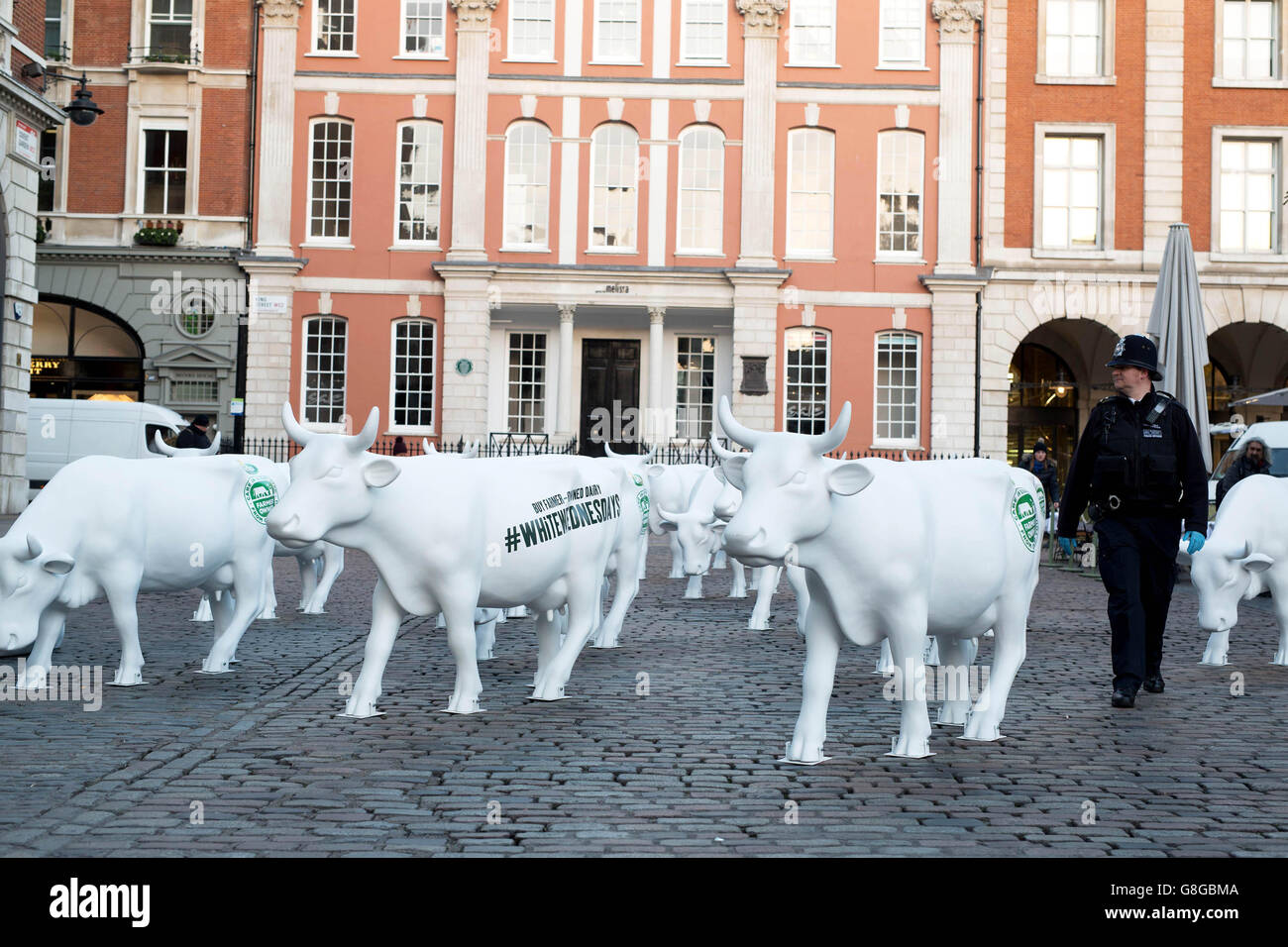 USO EDITORIALE SOLO 20 statue di vacche bianche sono collocate nel Covent Garden Market di Londra da Arla Foods per lanciare la campagna della cooperativa per i prodotti che portano la marque casearia di proprietà dei contadini. Foto Stock