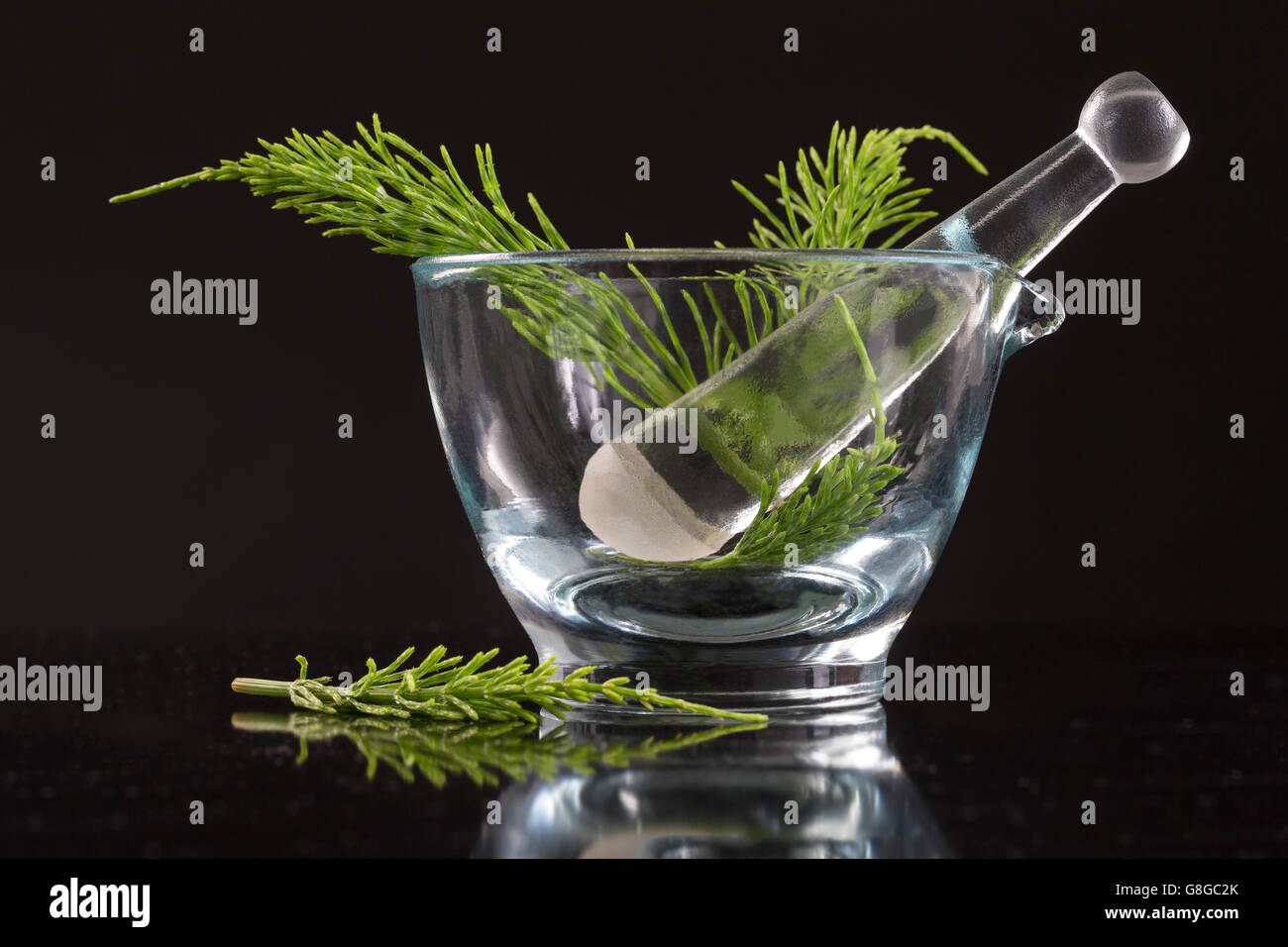 Pianta medicinale Equisetum arvense. Equiseto in mortaio di vetro su sfondo nero Foto Stock