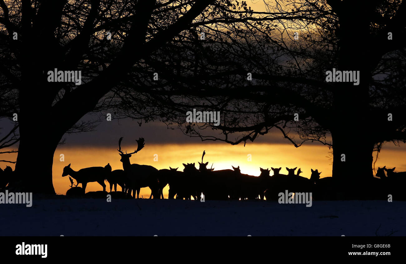 Cervi vagano per i terreni del Castello di Raby nella contea di Durham. Foto Stock