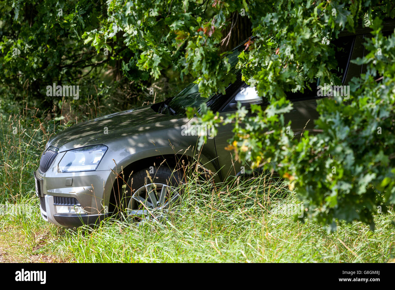 Il passeggero auto parcheggiate sul bordo della foresta di querce sotto gli alberi Foto Stock
