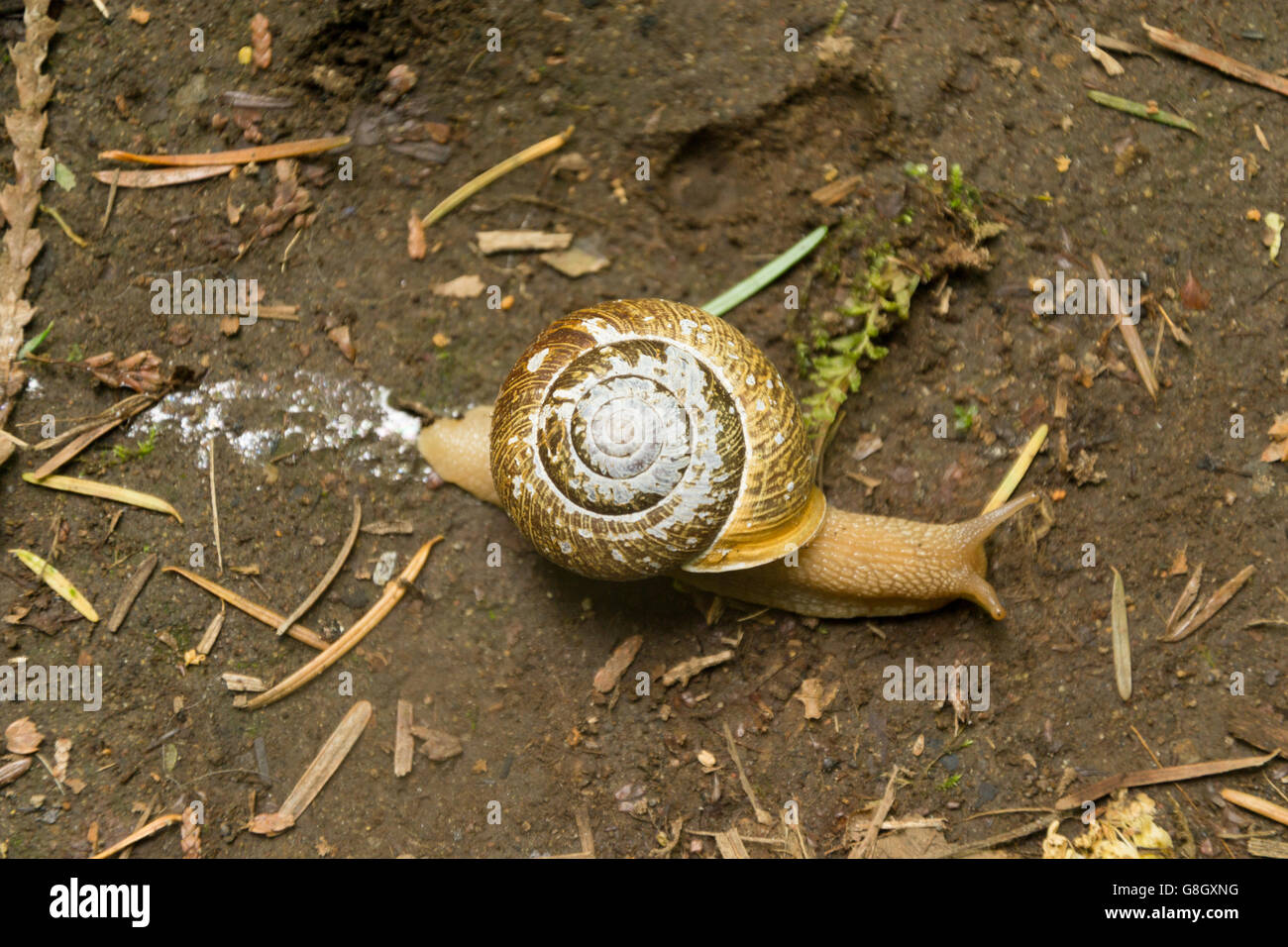 Una lumaca a passeggiare sul suolo della foresta in Oregon Foto Stock