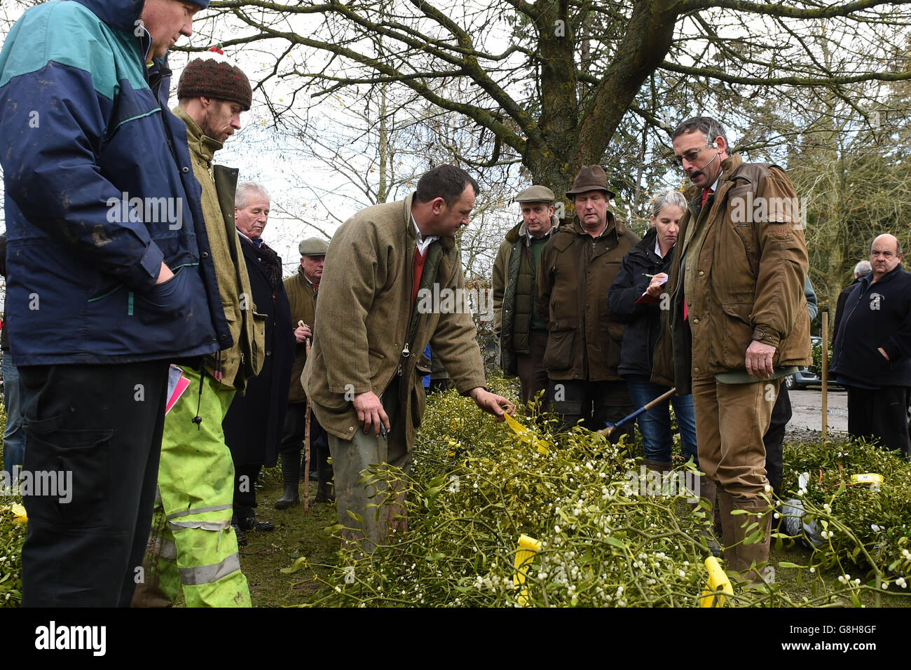 Il campione d'aste Nick Champion (a destra) conduce i procedimenti durante l'asta di Tenbury Wells Mistletoe e Holly al Burford House Garden Store di Tenbury Wells. Foto Stock