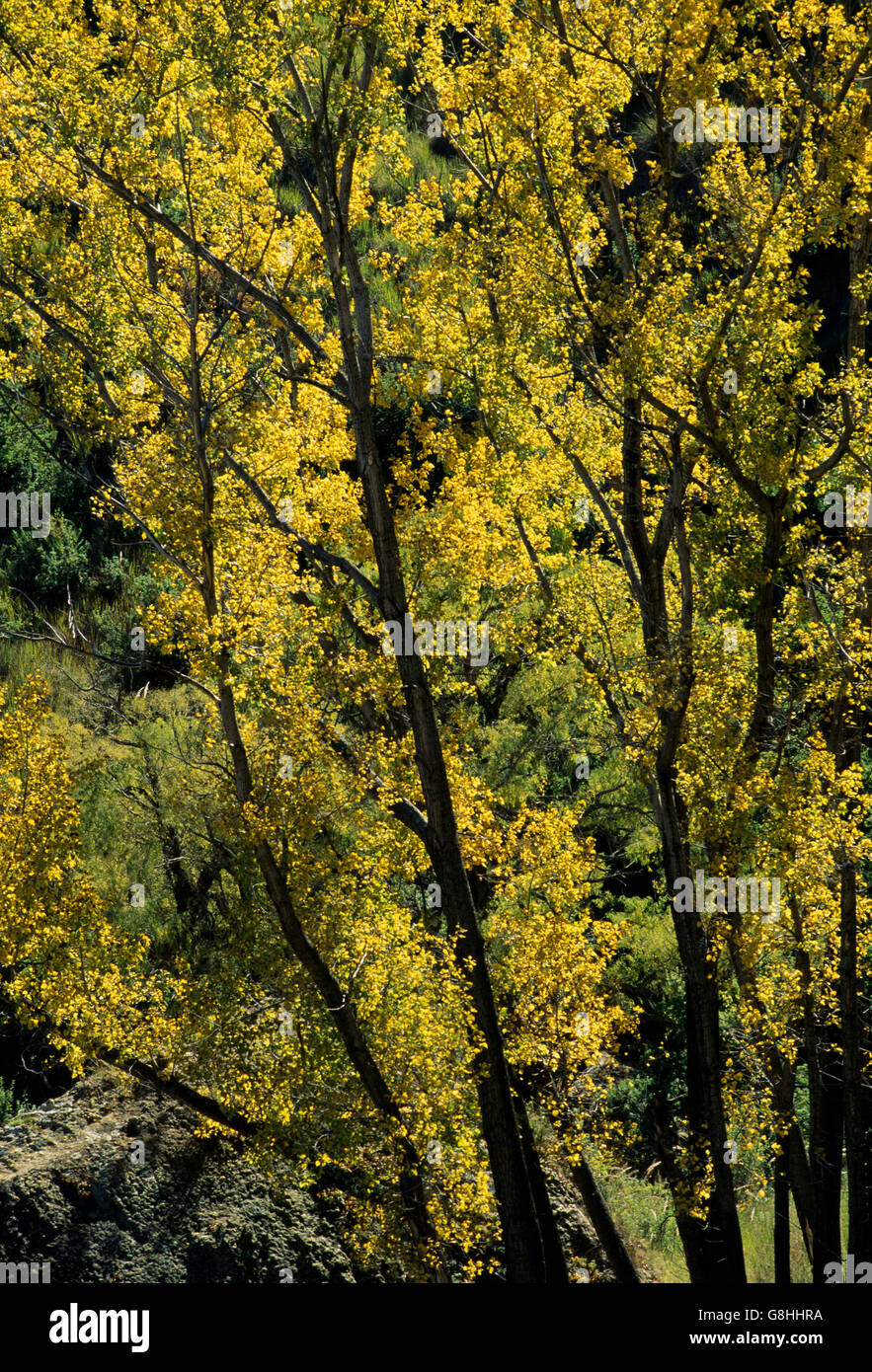 Alberi popolari, Golden Gate Highlands National Park; stato libero; Sud Africa. Foto Stock