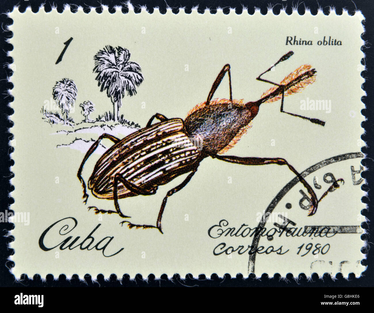CUBA - circa 1980: un timbro stampato in Cuba dedicato a Entomofauna (insetti fauna) mostra Rhina oblita, circa 1980 Foto Stock