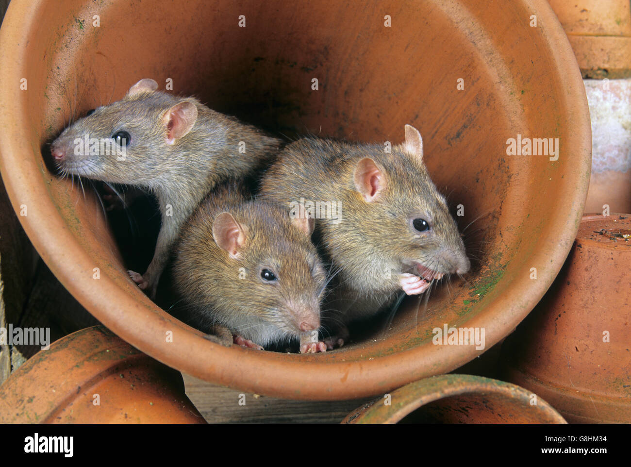 Brown ratti Rattus norvegicus nella Tettoia da giardino cercando di uccelli selvatici cibo lì memorizzato Foto Stock