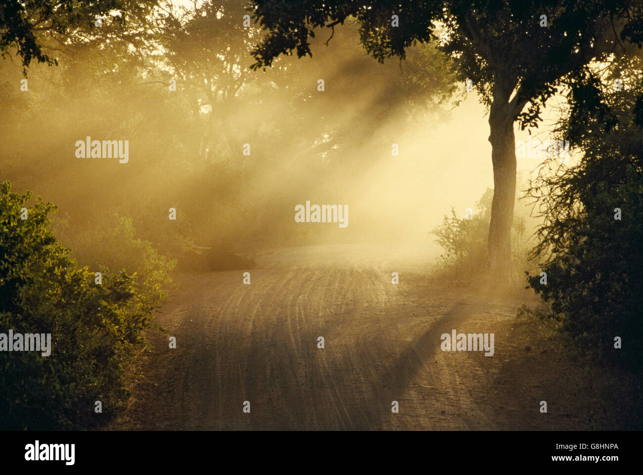 Raggi di sole attraverso la foresta, Parco Nazionale Kruger, Limpopo/Mpumalanga, Sud Africa. Foto Stock