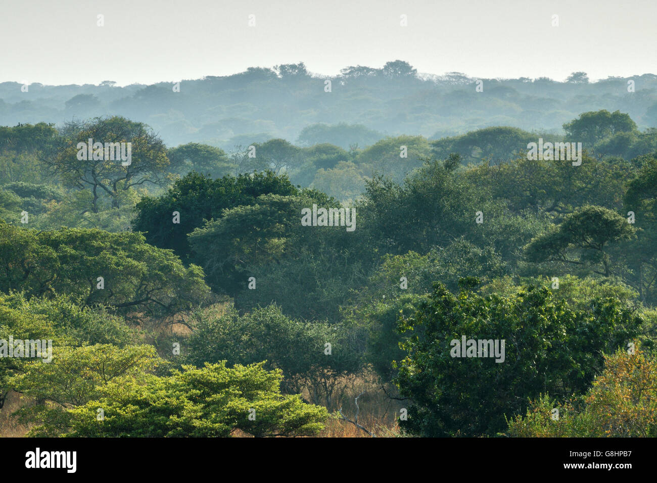 Paesaggio, Tembe Elephant Park, Maputaland, KwaZulu Natal, Sud Africa. Foto Stock