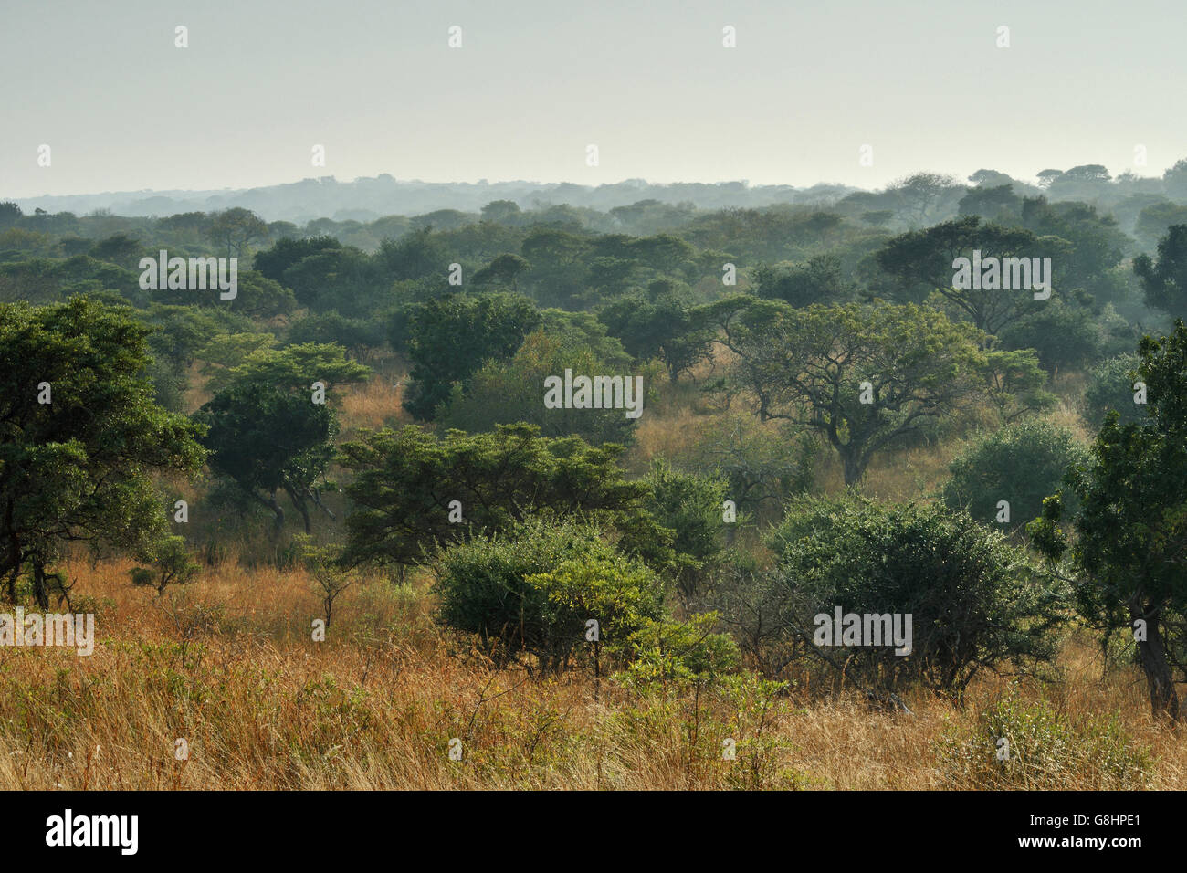 Paesaggio, Tembe Elephant Park, Maputaland, KwaZulu Natal, Sud Africa. Foto Stock