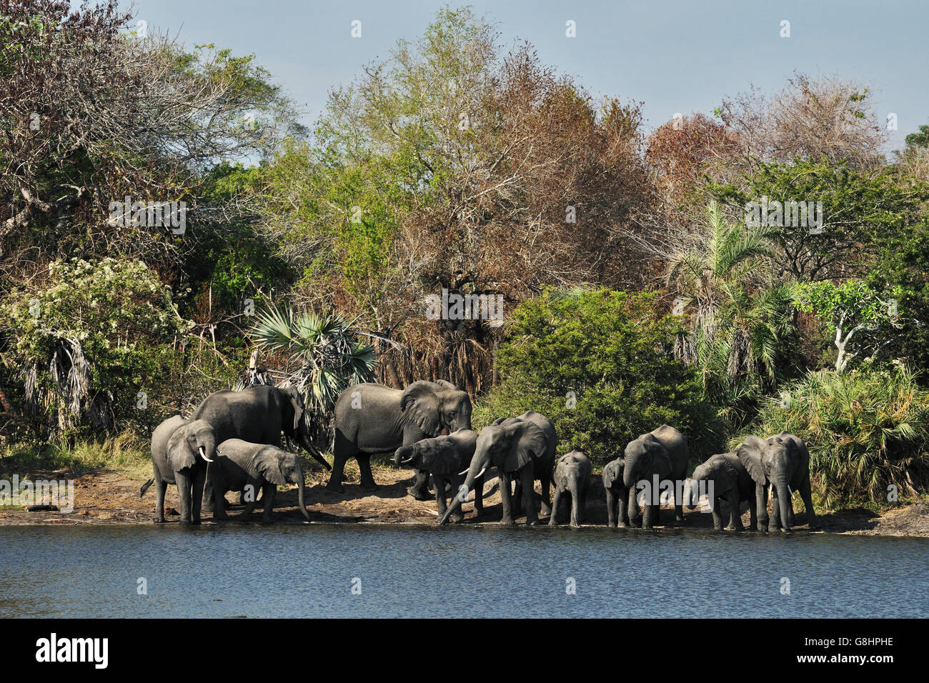 Gli elefanti sulla riva del fiume, Tembe Elephant Park, Maputaland, KwaZulu Natal, Sud Africa. Foto Stock