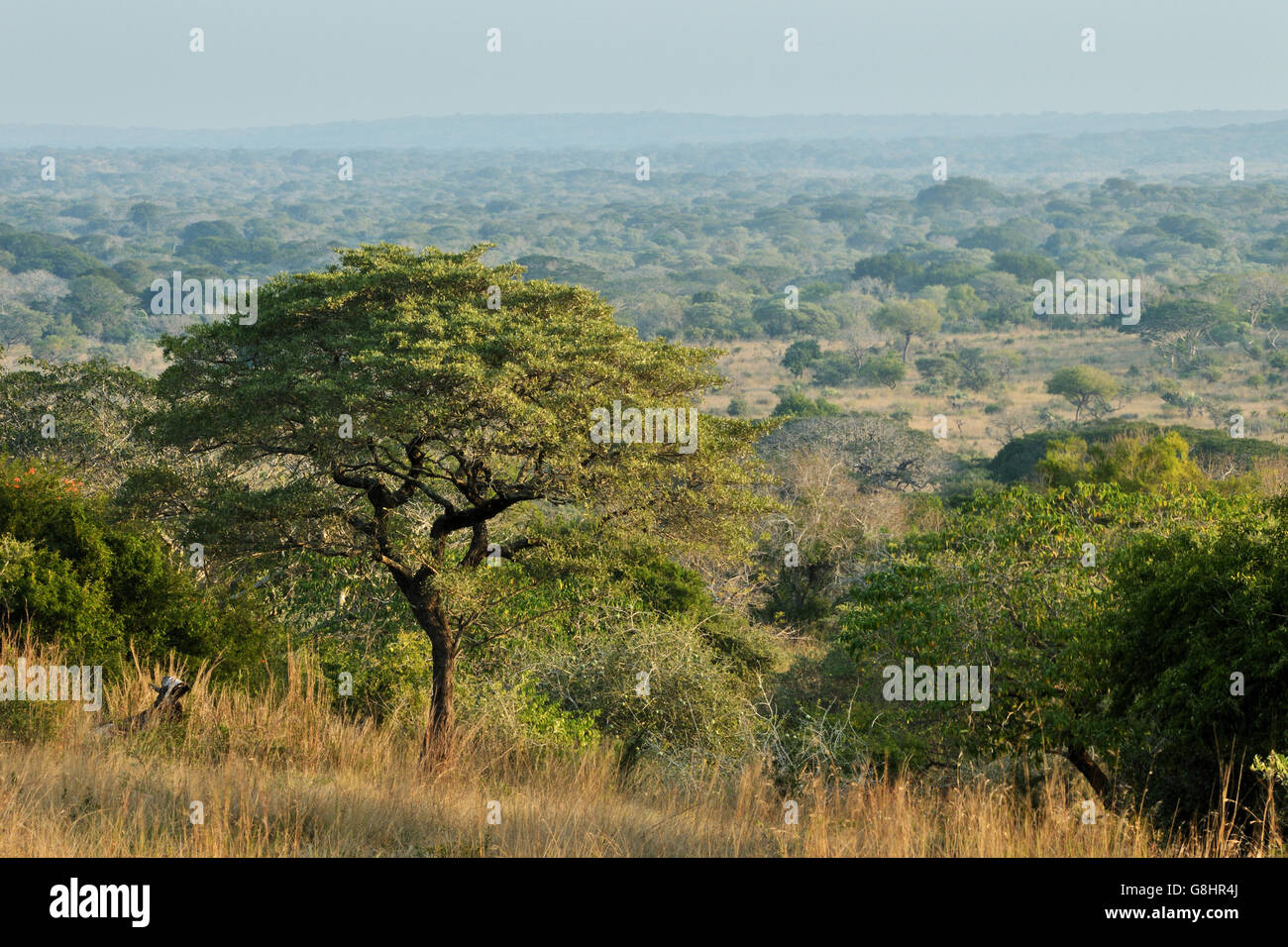 Paesaggio, Tembe Elephant Park, Maputaland, KwaZulu Natal, Sud Africa. Foto Stock