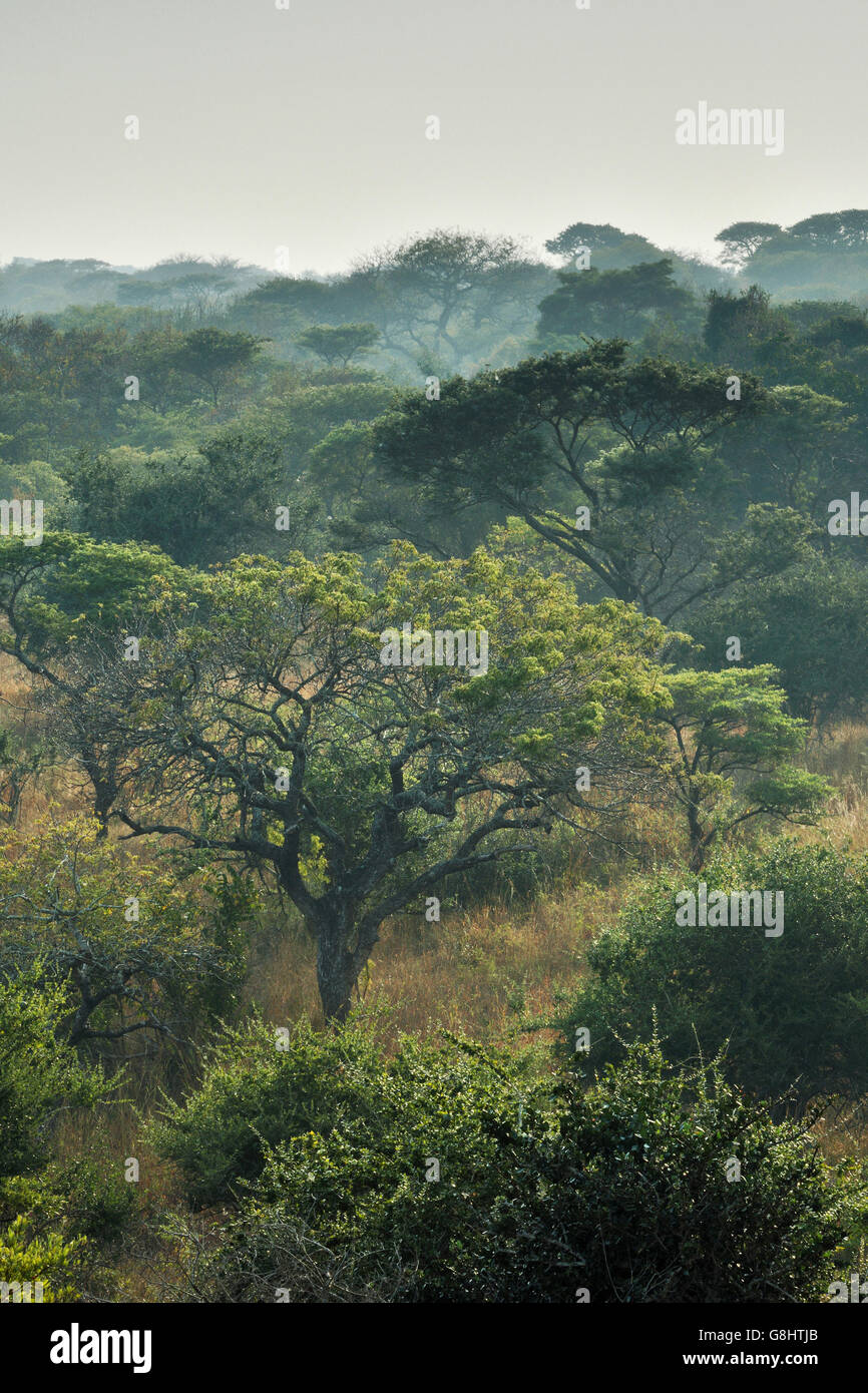 Paesaggio, Tembe Elephant Park, Maputaland, KwaZulu Natal, Sud Africa. Foto Stock