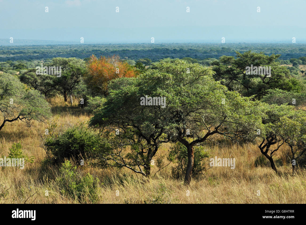 Paesaggio, Tembe Elephant Park, Maputaland, KwaZulu Natal, Sud Africa. Foto Stock