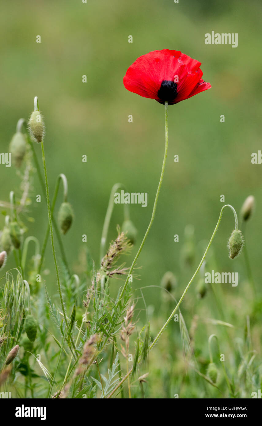 Papavero rosso fiore Foto Stock