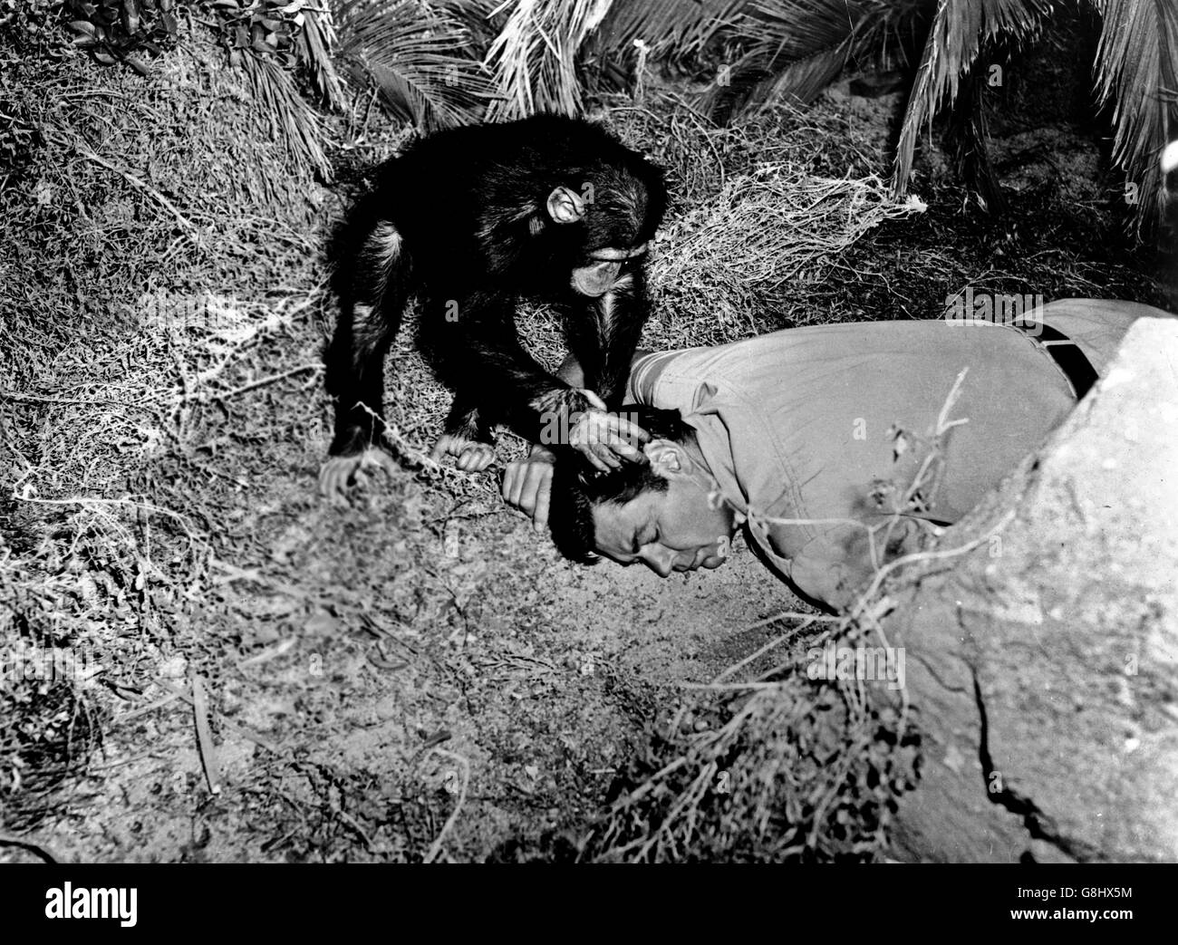 Cannibal attacco, USA 1954, Regie: Lee Sholem, Darsteller: Johnny Weissmuller mit Schimpanse Kimba Foto Stock