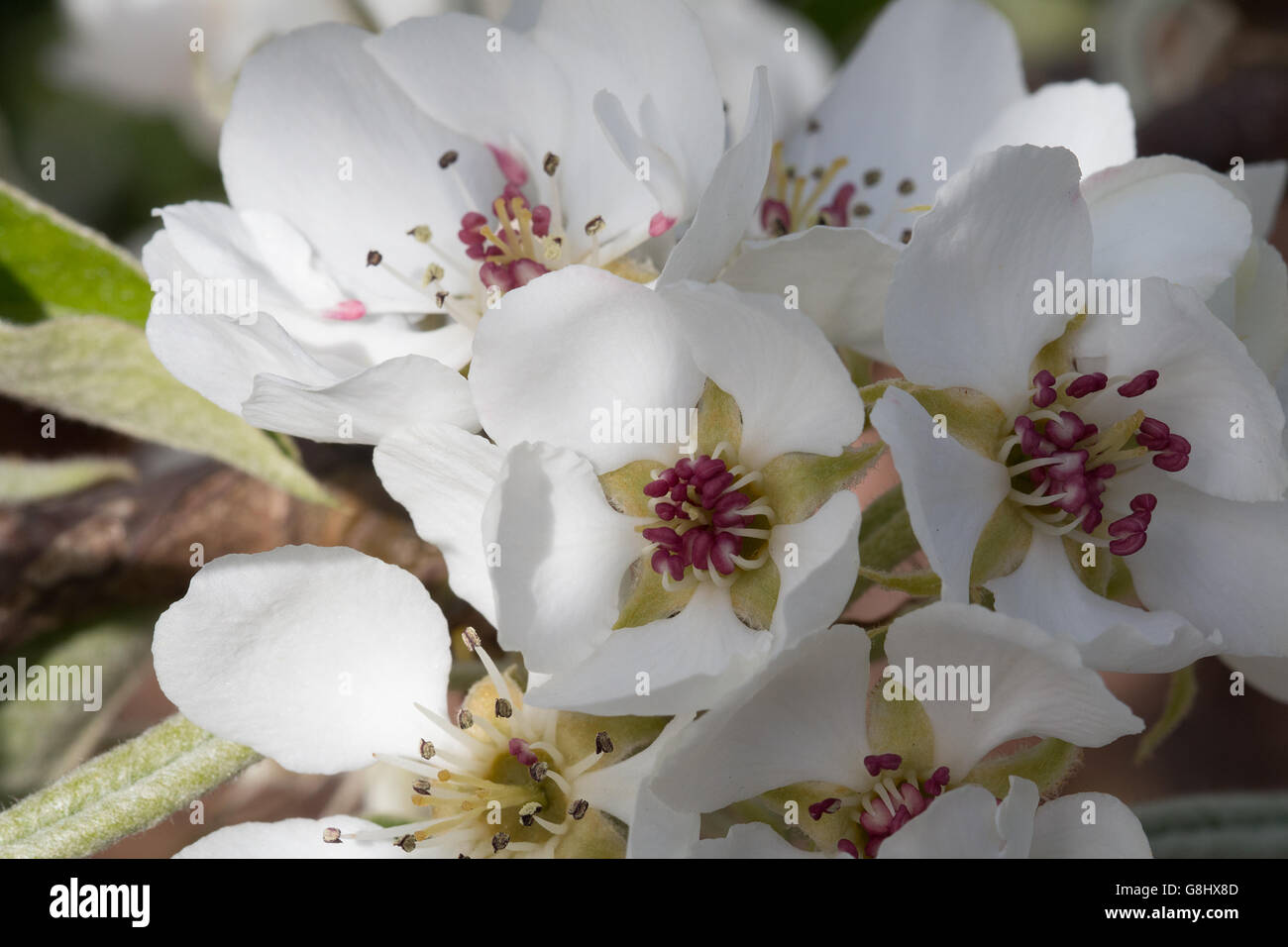 Mehrere Birnenblüten im Frühling, Makro diversi pera fiore in primavera, macro Foto Stock