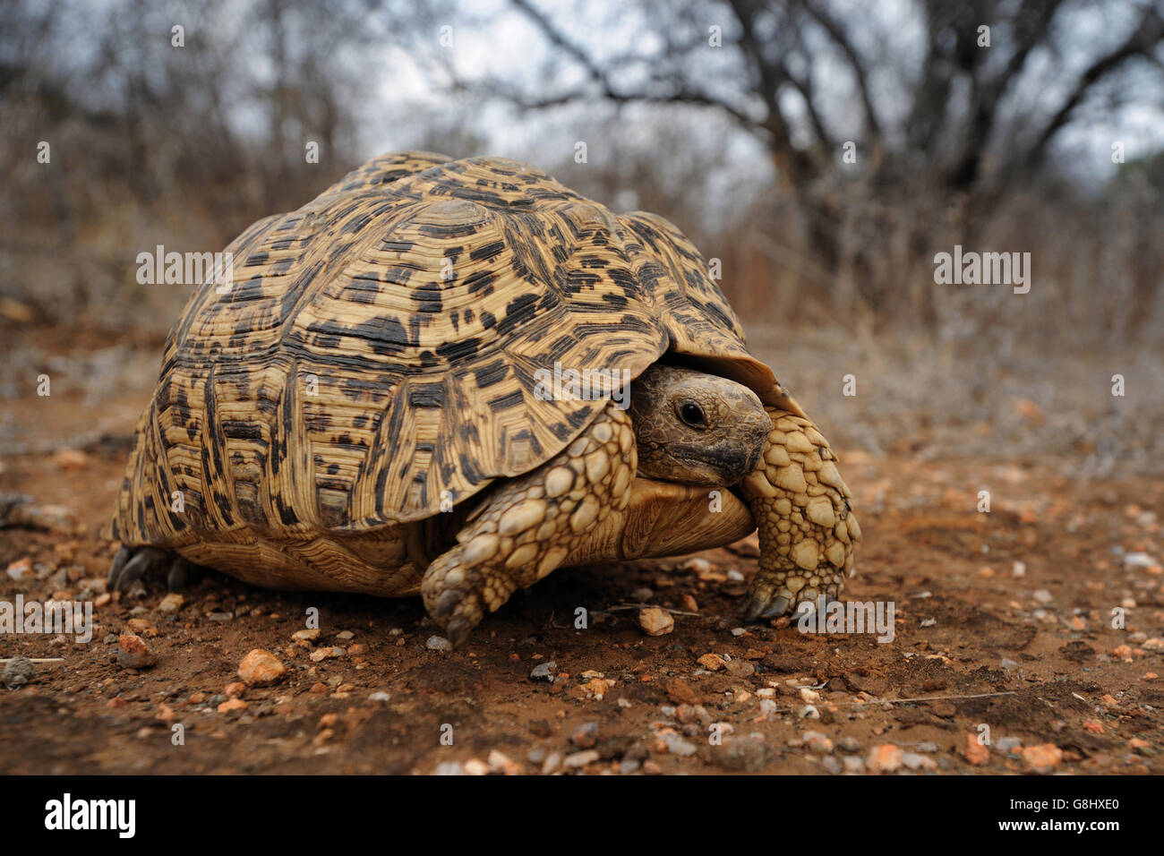 Montagna, tartaruga Geochelone pardalis, Sud Africa. Foto Stock