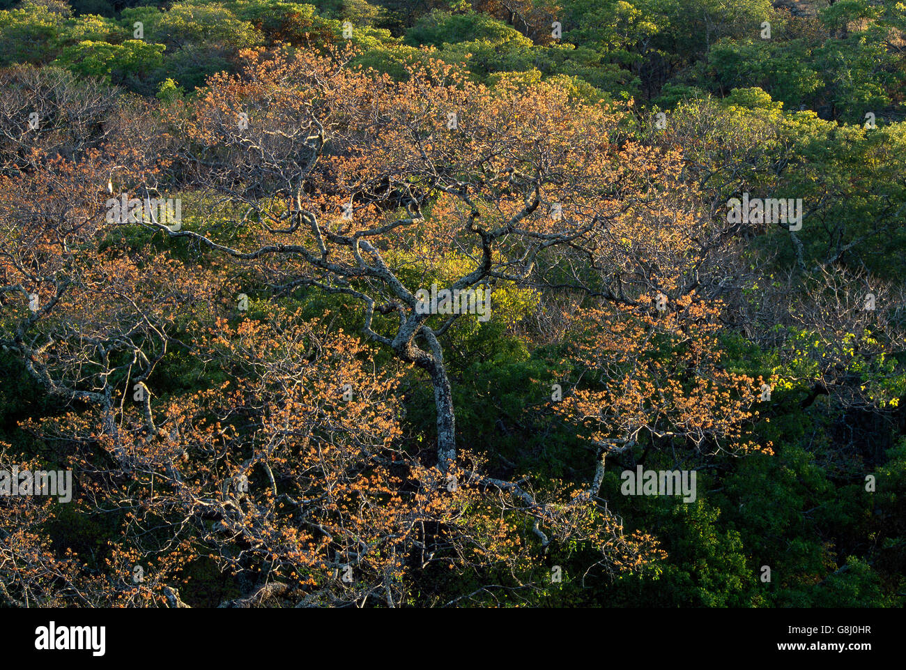 Autunno albero colorato tettoie, Kafue, provincia di Lusaka nello Zambia. Foto Stock