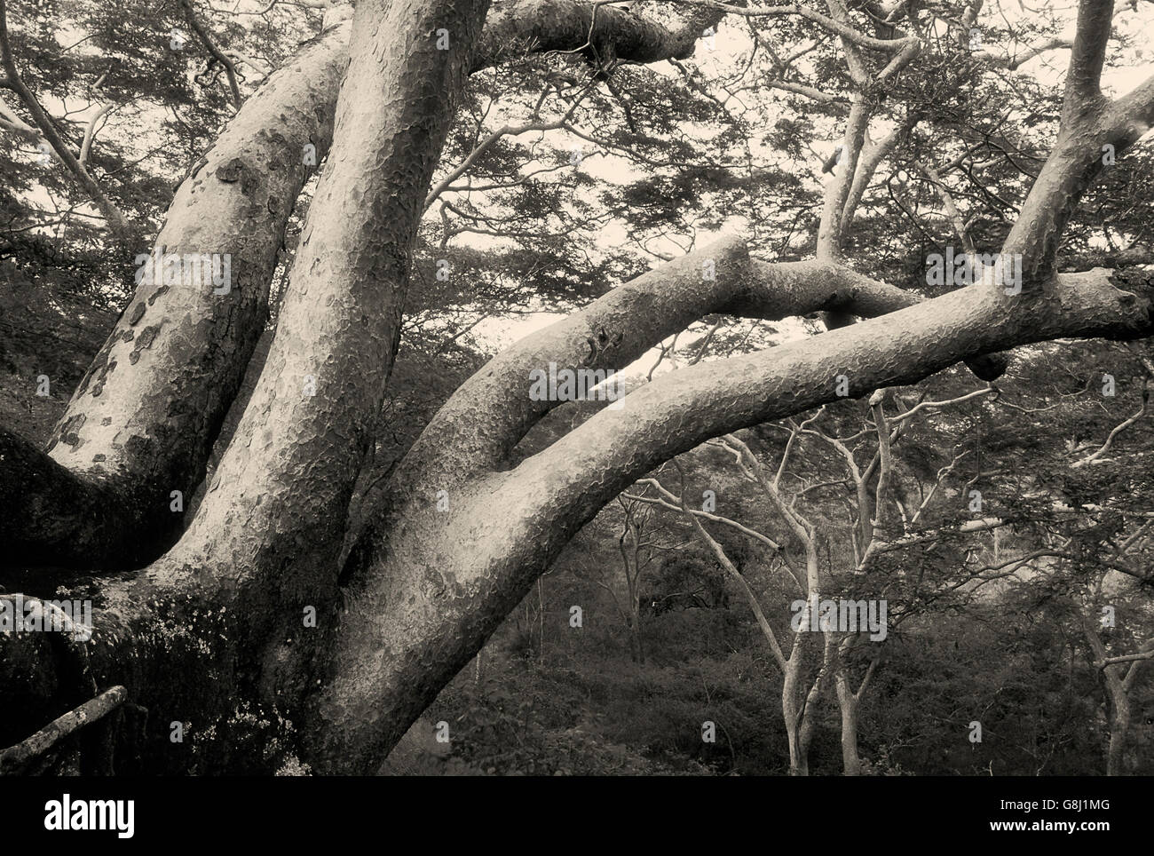 Gli alberi di acacia sulla montagna, Chizarira National Park, Zambia e Zimbabwe, arte, B&W. Foto Stock