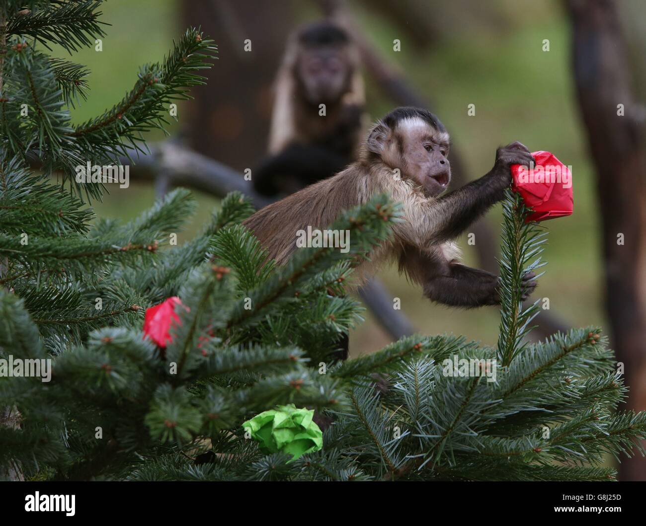 Le scimmie presso lo Zoo di Edimburgo Foto Stock