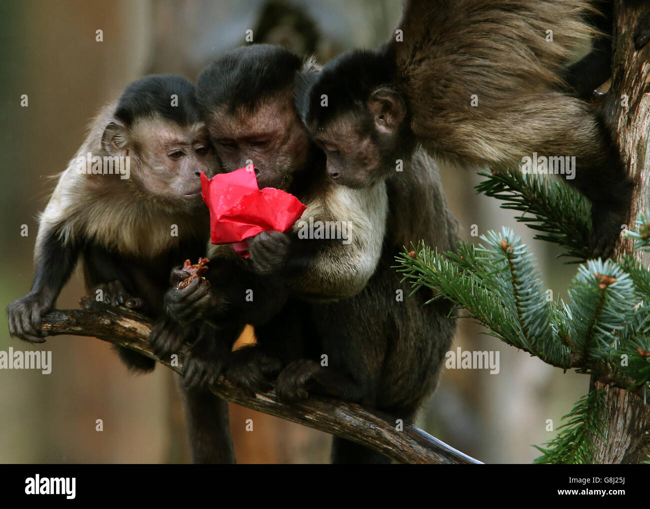 Le scimmie cappuccine esplorano un albero di Natale decorato in modo speciale e giocano con le decorazioni a base di animali piene delle loro prelibatezze preferite allo zoo di Edimburgo. Foto Stock