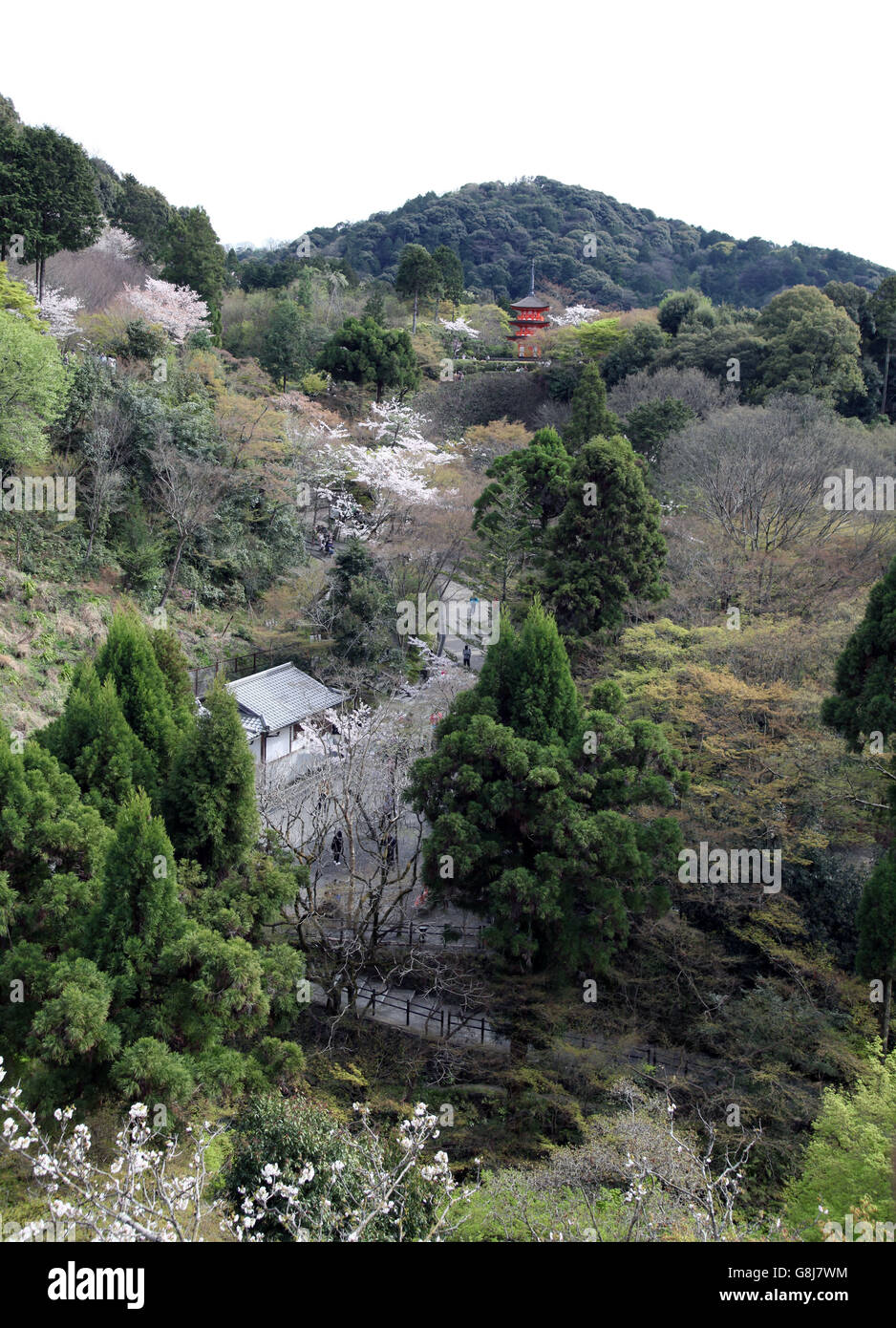 Si tratta di una foto di Kiyomizu-dera tempio di Kyoto in Giappone durante la stagione primaverile. Possiamo vedere sakuka Cherry Blossom Foto Stock