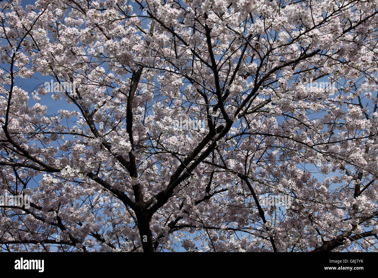 Si tratta di una foto di fiori di ciliegio in Giappone chiamato Sakura Foto Stock