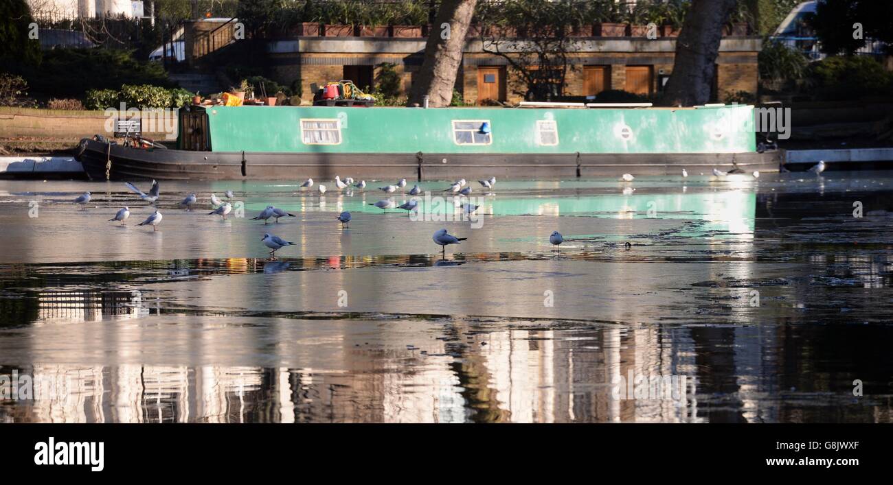 Gli uccelli navigano sul ghiaccio sul Regent's Canal, Londra, mentre la Gran Bretagna si svegliò con un altro inizio ghiacciato con il rischio di nebbia che influenza l'ora di punta del mattino. Foto Stock