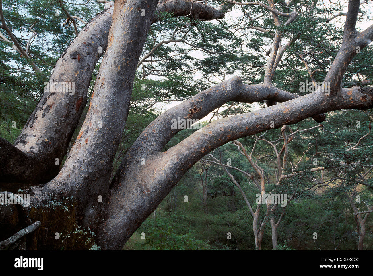 Gli alberi di acacia sulla montagna, Chizarira National Park, Zambia e Zimbabwe. Foto Stock