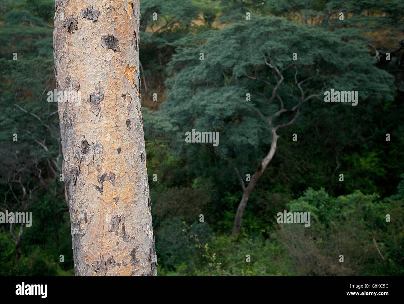 Gli alberi di acacia sulla montagna, Chizarira National Park, Zambia e Zimbabwe. Foto Stock