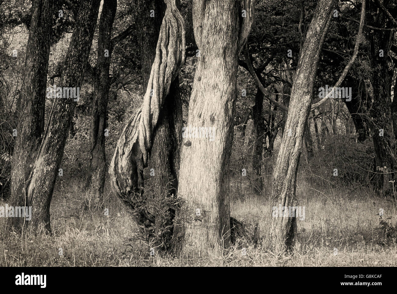 Un vincolo saldo con Inosculating Luambe alberi fluviali in foresta, Parco Nazionale di Kafue, Provincia Orientale, Zambia. Art. Foto Stock