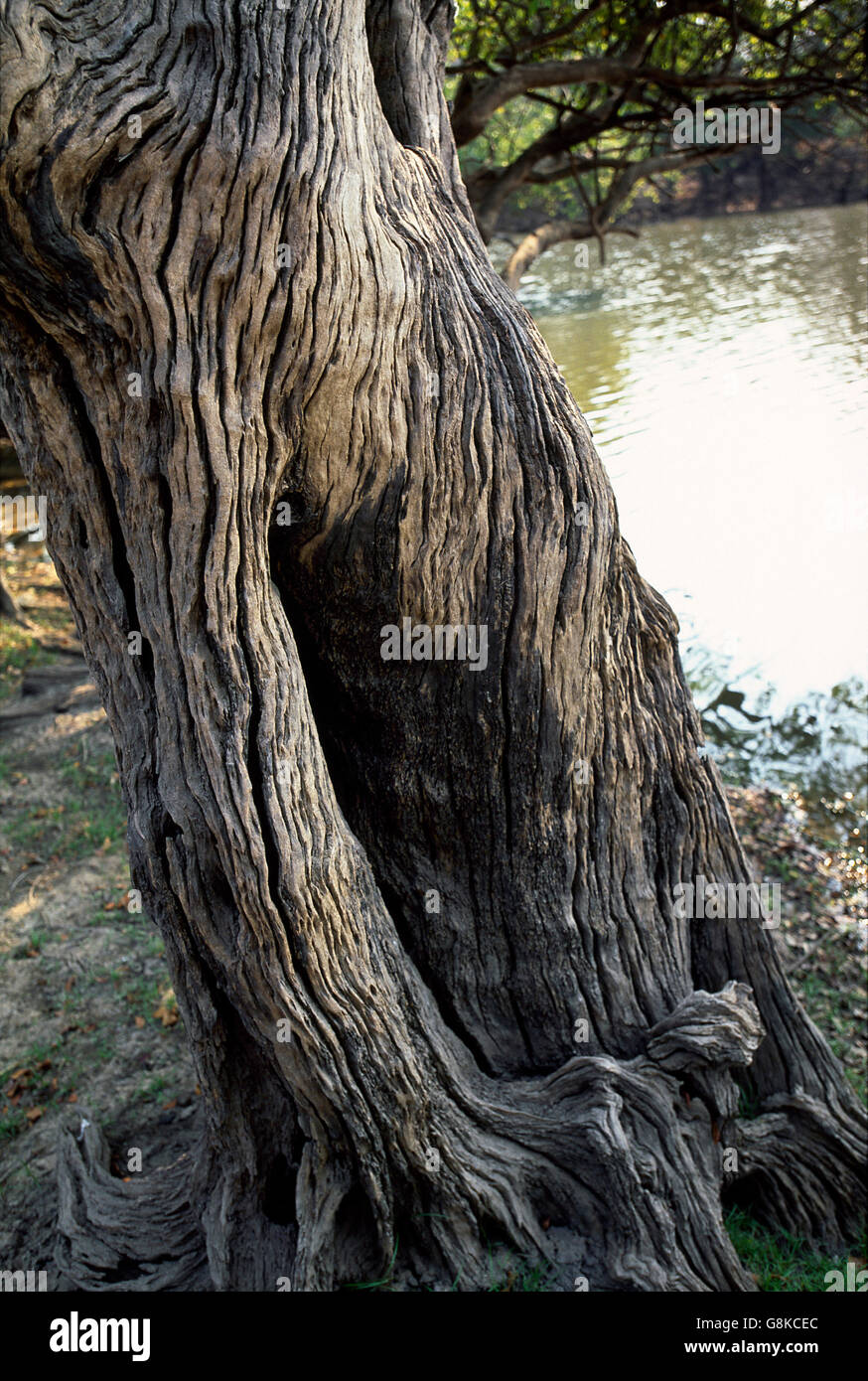 Alberi Inosculating Lufupa sulla riva del fiume, Parco Nazionale di Kafue, Provincia Orientale, Zambia. Foto Stock