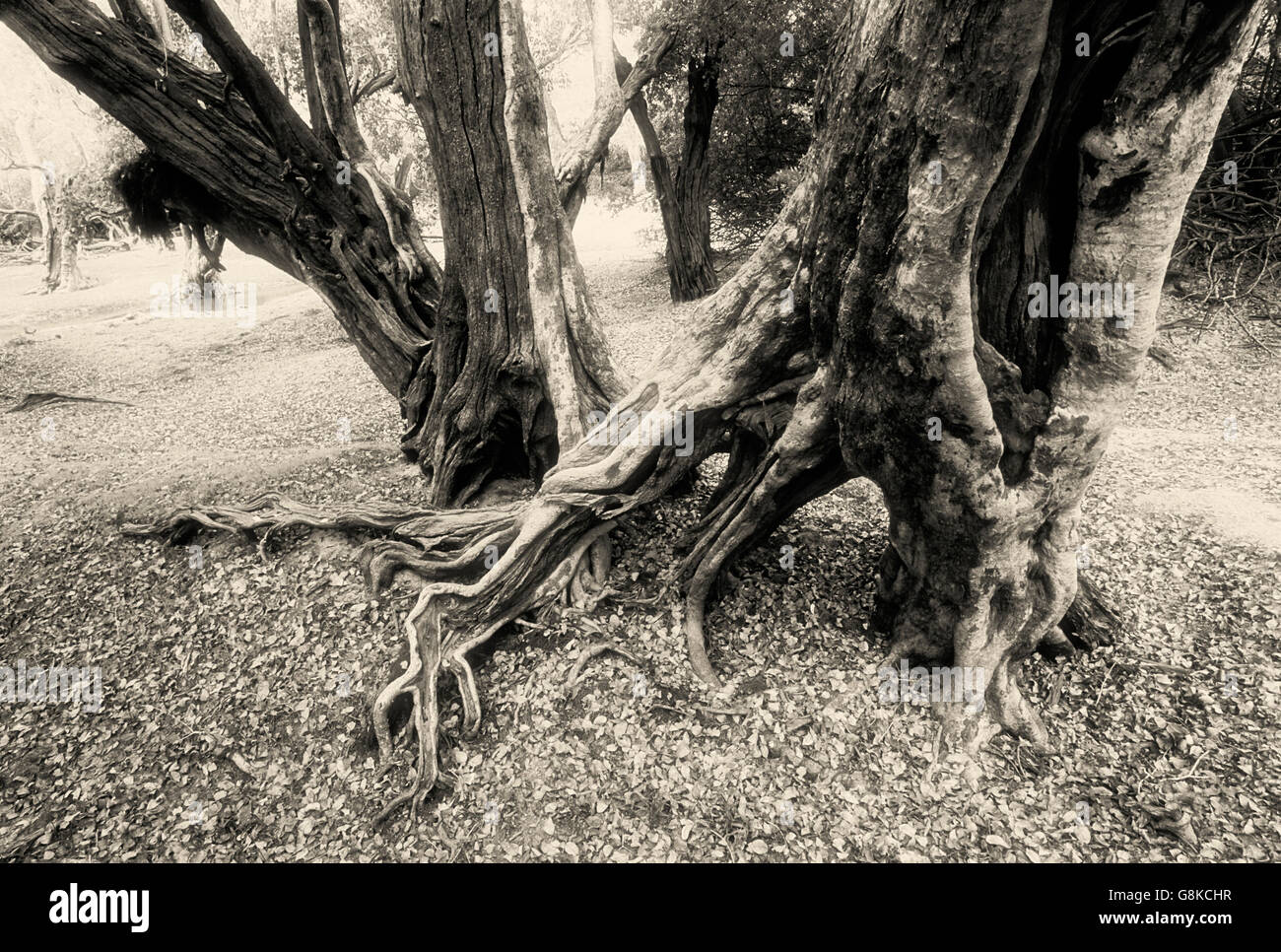 Acqua Inosculating pear tree sul fiume Lufupa banca, il Parco Nazionale di Kafue nello Zambia. B&W, Art. Foto Stock