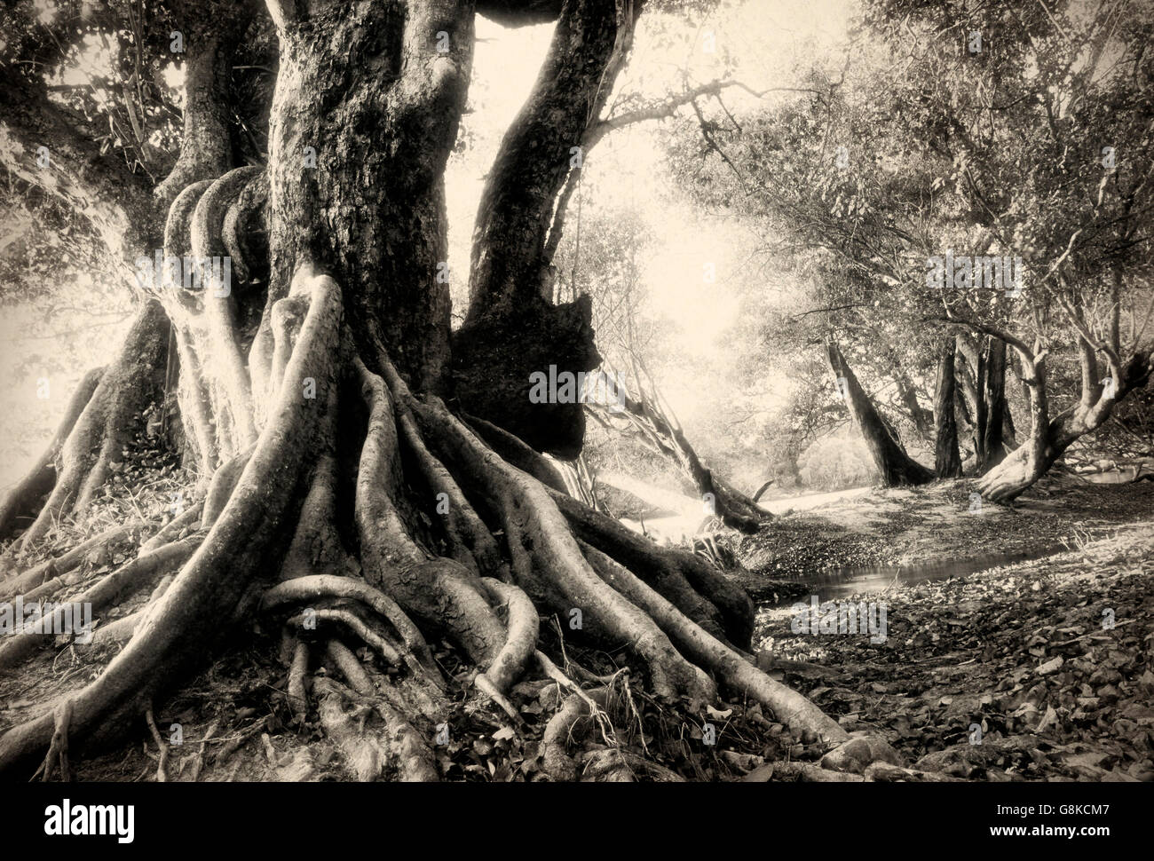 Acqua Inosculating pear tree sul fiume Kafue banca, il Parco Nazionale di Kafue nello Zambia. B&W, Art. Foto Stock