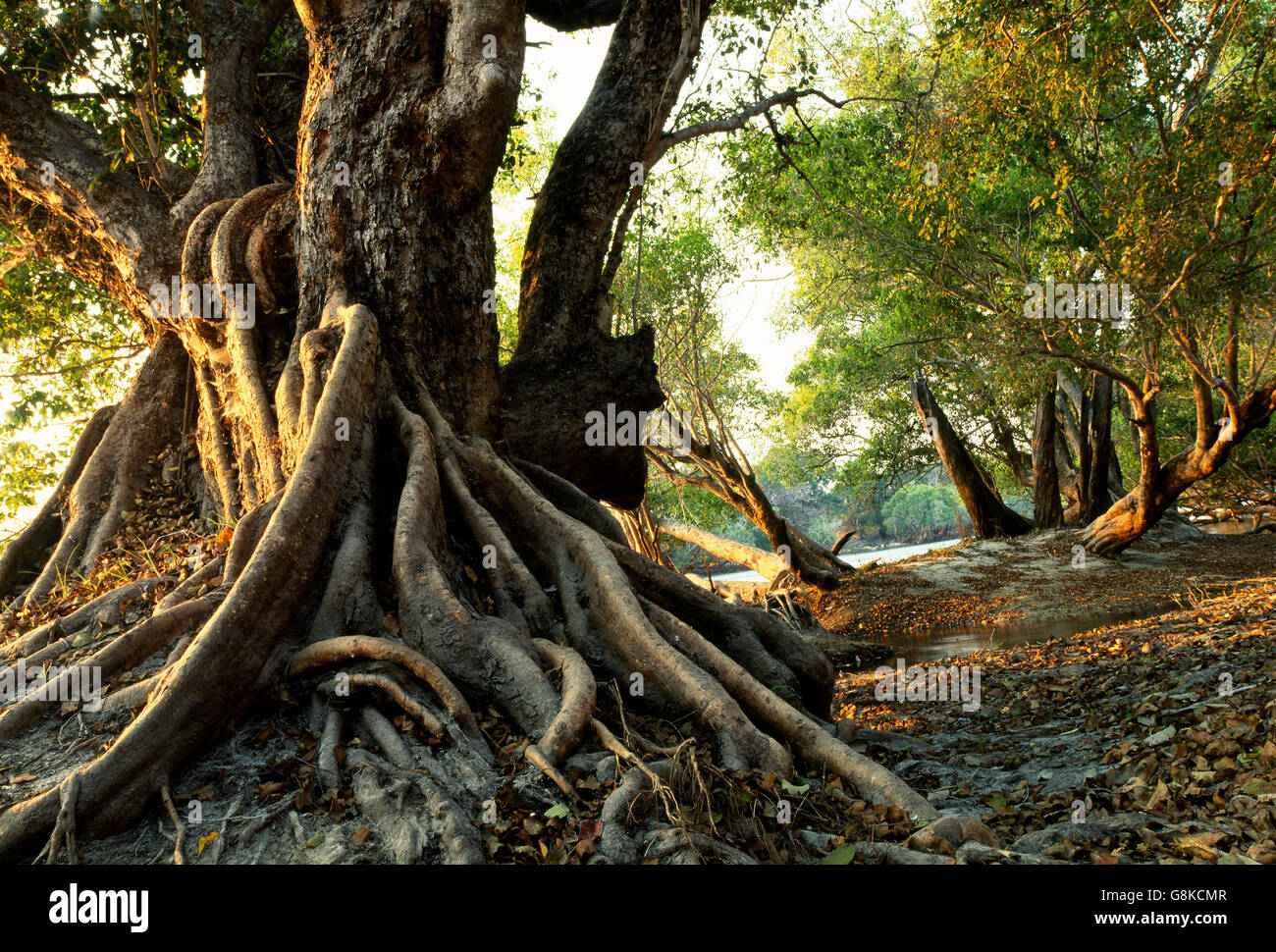 Acqua Inosculating pear tree sul fiume Kafue banca, il Parco Nazionale di Kafue nello Zambia. Foto Stock