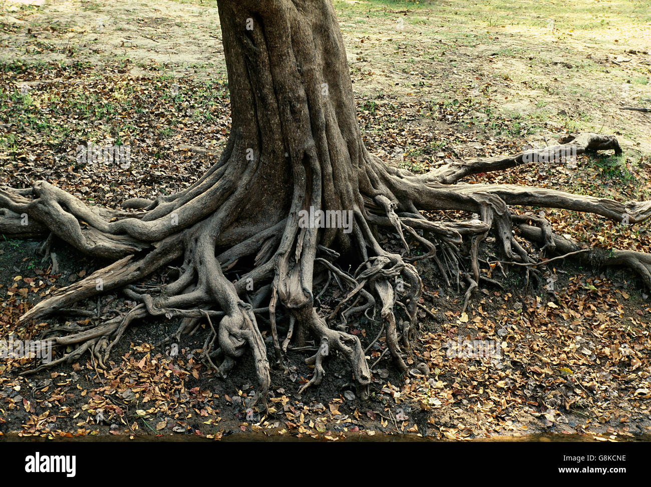 Acqua Inosculating pear tree sul fiume Kafue banca, il Parco Nazionale di Kafue nello Zambia. Foto Stock