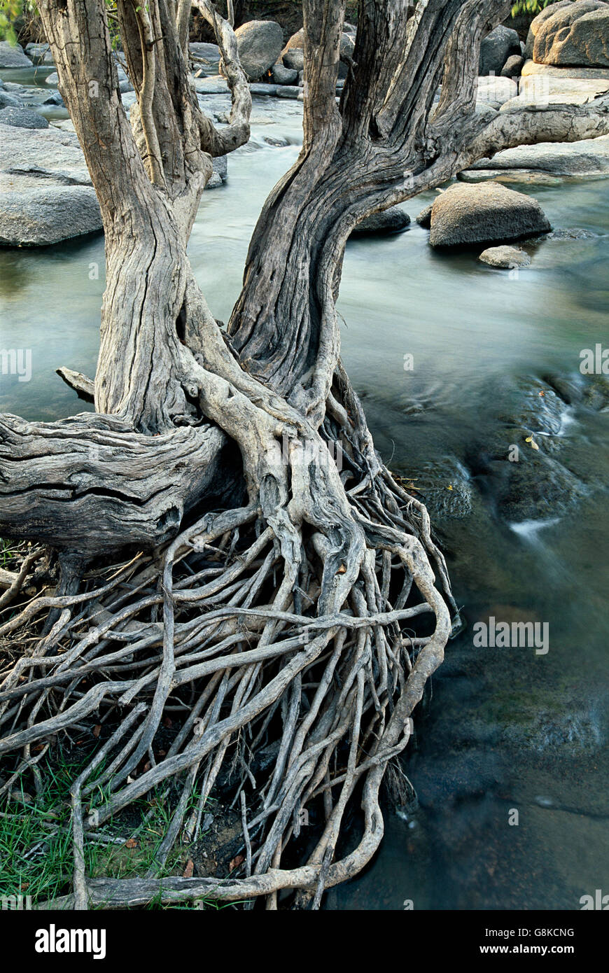 Acqua Inosculating Pear Tree sulla banca del fiume Kafue,, provincia di Lusaka nello Zambia. Art. Foto Stock