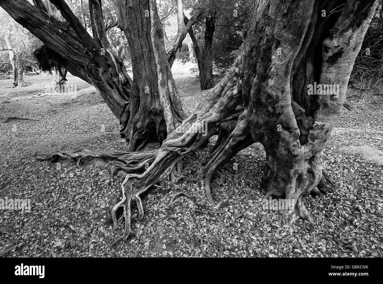 Inosculating un vincolo saldo con alberi waterpear Lufupa sulla riva del Fiume, Parco Nazionale di Kafue, Provincia Orientale, Zambia. B&W, Art. Foto Stock