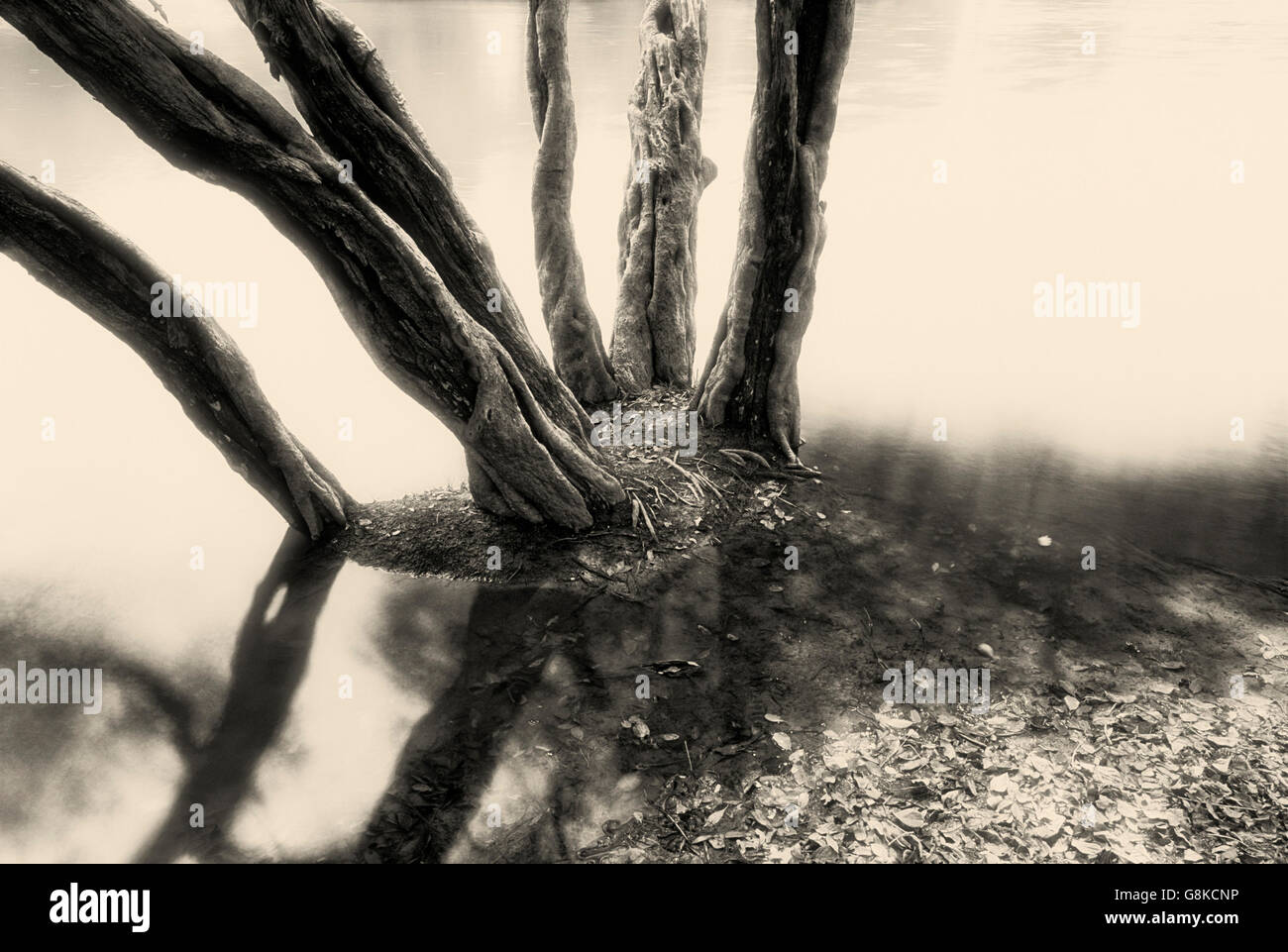 Inosculating un vincolo saldo con alberi waterpear Lufupa sulla riva del Fiume, Parco Nazionale di Kafue, Provincia Orientale, Zambia. B&W, Art. Foto Stock