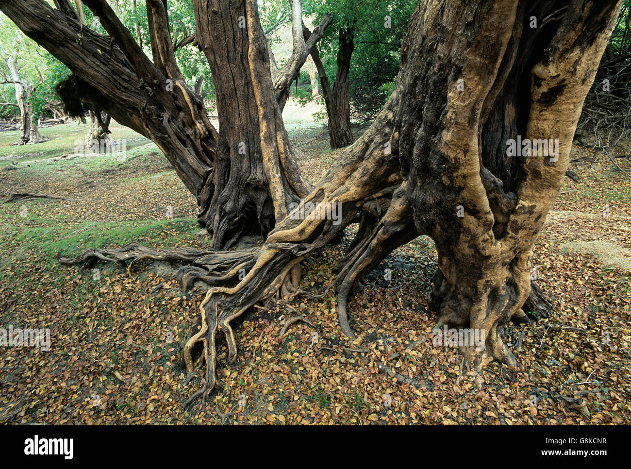 Inosculating un vincolo saldo con alberi waterpear Lufupa sulla riva del Fiume, Parco Nazionale di Kafue, Provincia Orientale, Zambia. Foto Stock