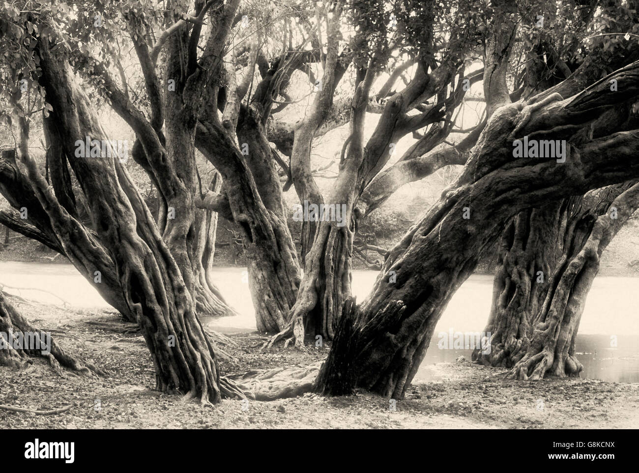 Inosculating un vincolo saldo con alberi waterpear Lufupa sulla riva del Fiume, Parco Nazionale di Kafue, Provincia Orientale, Zambia. B&W, Art. Foto Stock