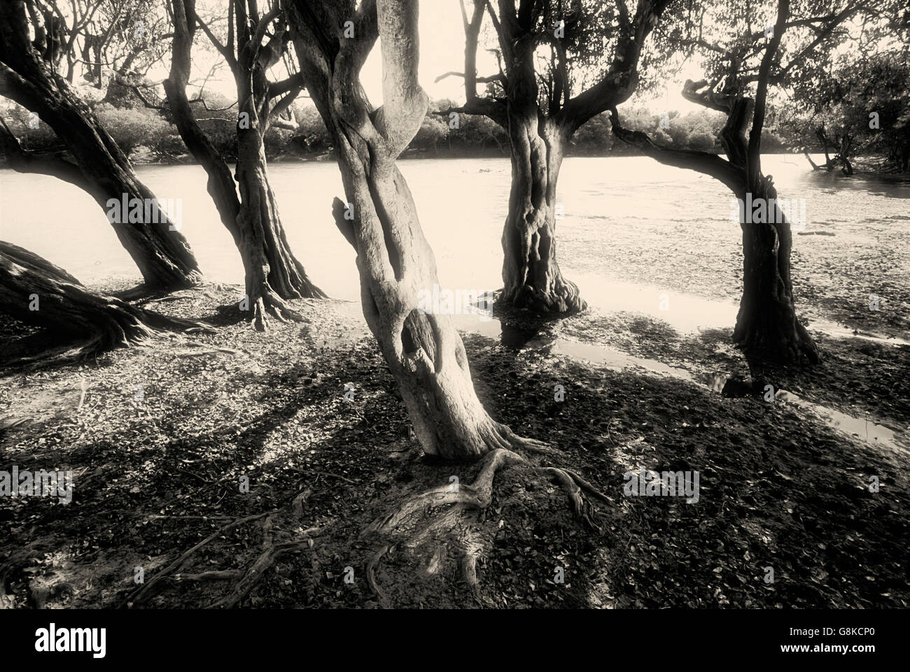 Inosculating un vincolo saldo con alberi waterpear Lufupa sulla riva del Fiume, Parco Nazionale di Kafue, Provincia Orientale, Zambia. Visualizzazione ampia, B&W, Art. Foto Stock