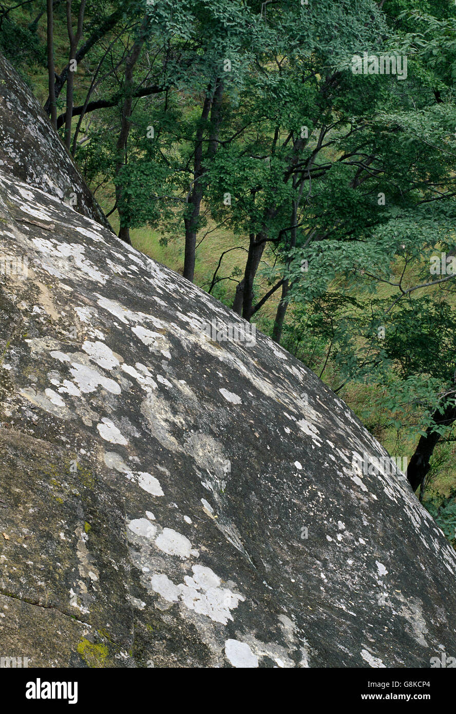 Gli alberi di acacia e grande masso sulla montagna, Zimbabwe. Foto Stock