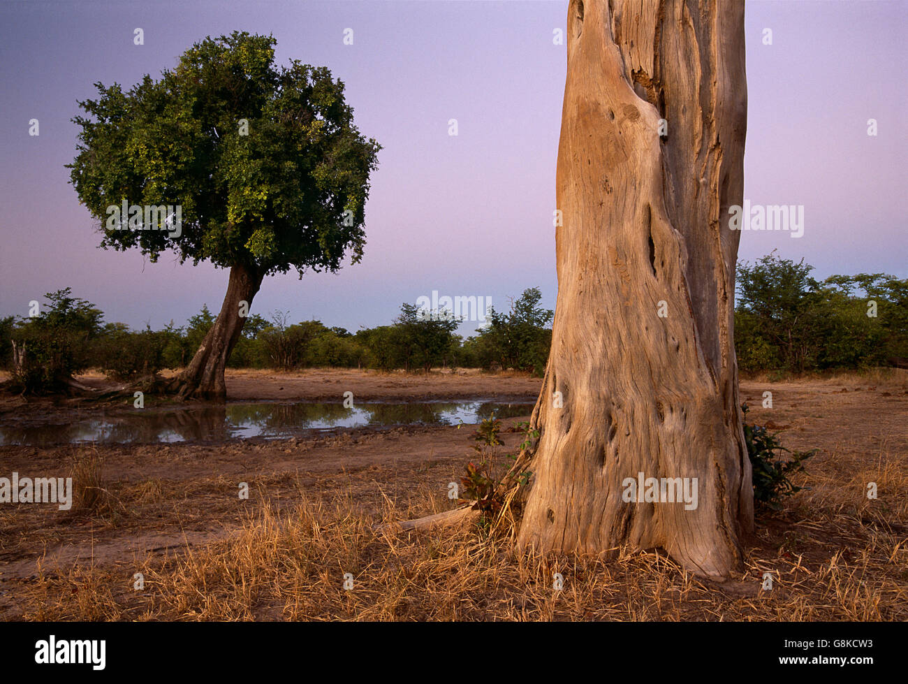 Bushveld pan nel Parco Nazionale di Hwange, Zimbabwe. Foto Stock