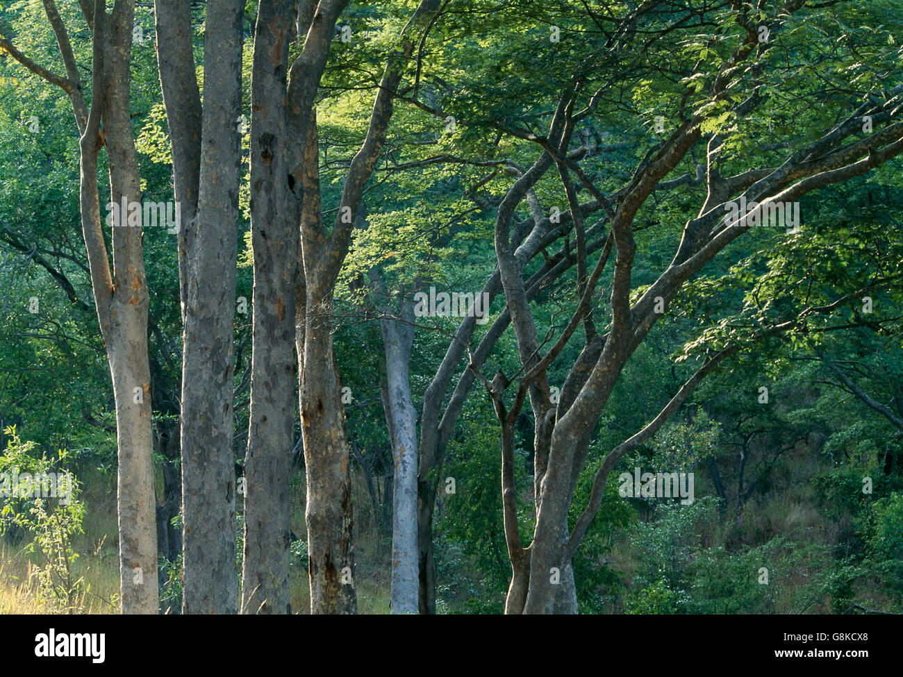 Alberi in un parco Chizarira foresta, Zambezi scarpata, Zimbabwe. Foto Stock