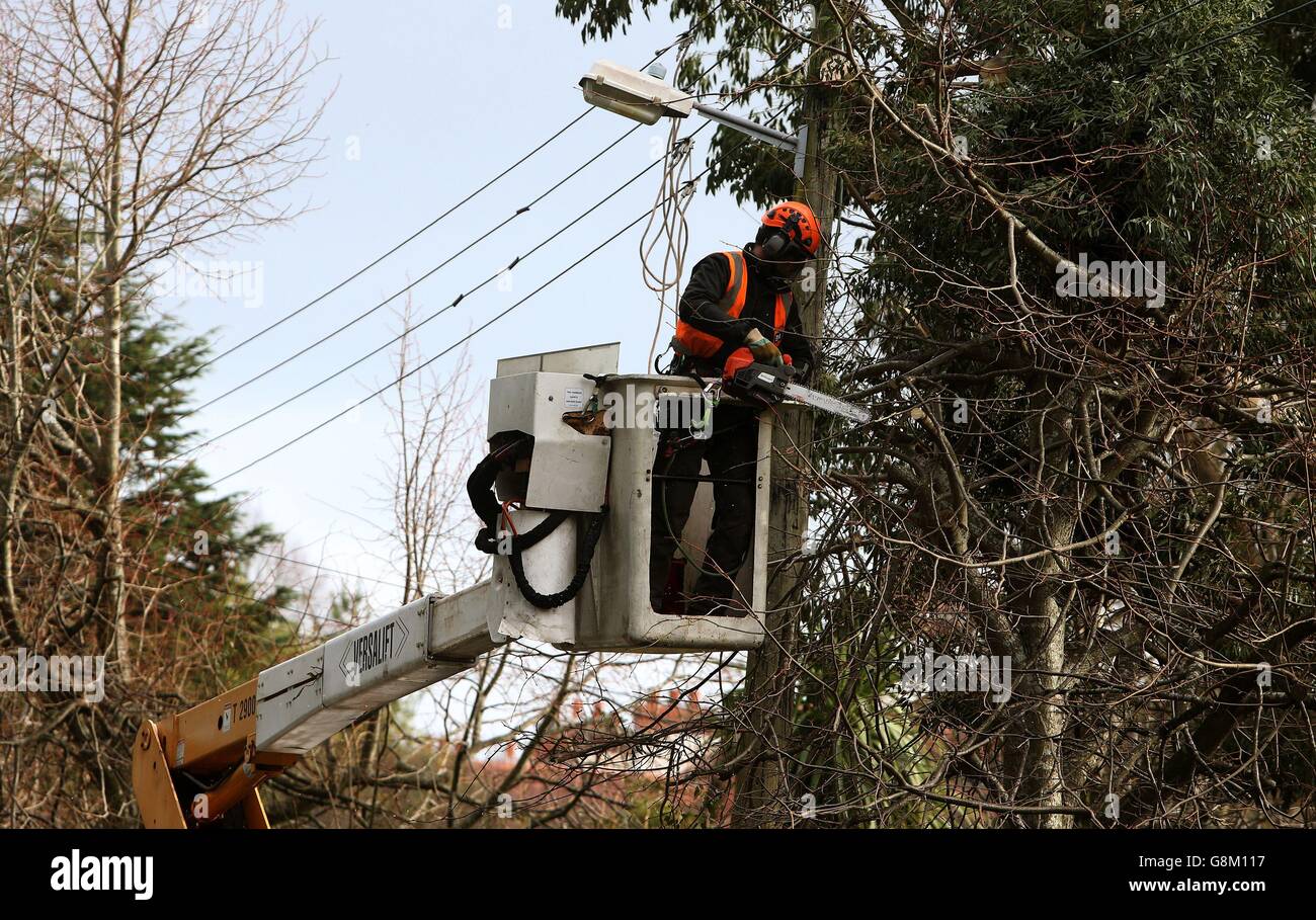 I chirurghi dell'albero che lavorano per conto di ESB tagliarono via un grande ramo di un albero di eucalipto che cadde sulle linee elettriche nella via di Kerrymount di Dublino, Foxrock. Foto Stock