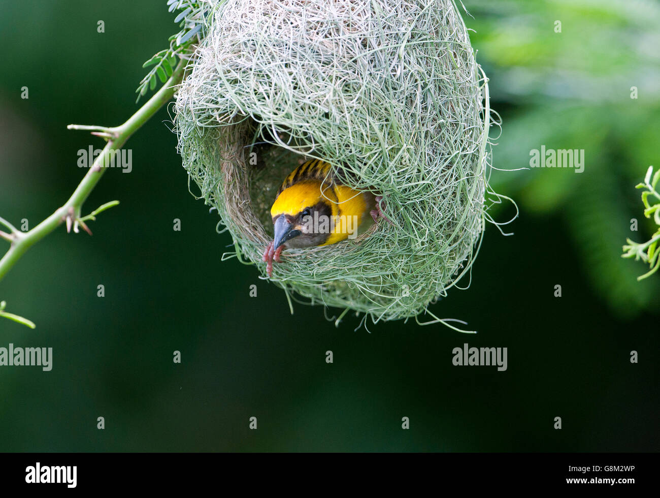 L'immagine di Baya weaver maschio (Ploceus philippinus ) a nido nel Maharashtra, India Foto Stock