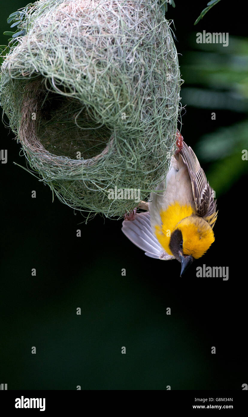 L'immagine di Baya weaver maschio (Ploceus philippinus ) a nido nel Maharashtra, India Foto Stock